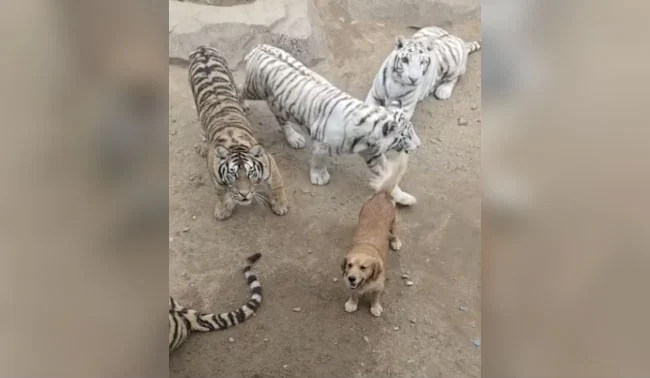 Golden Retriever Roams Among Tigers Fearlessly, Internet Shocked