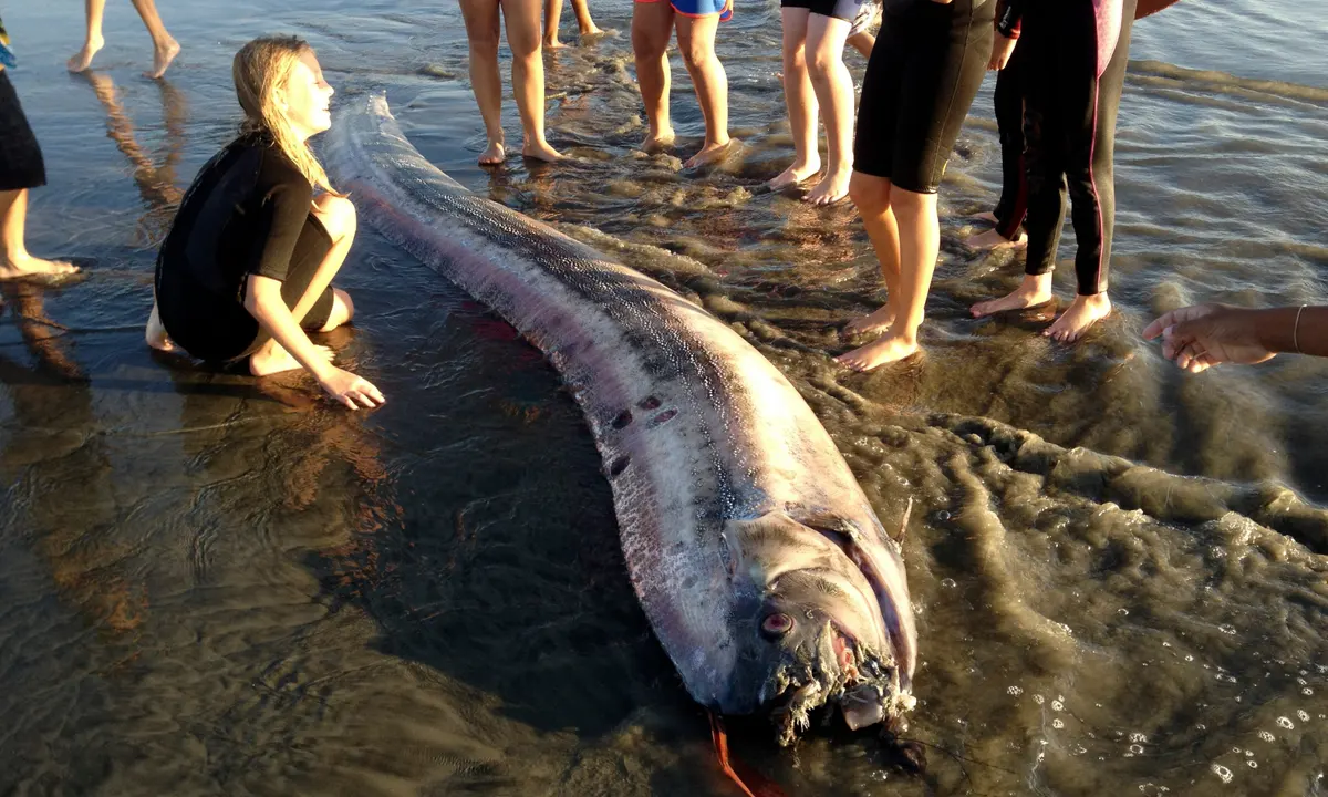 Video: 16-Foot Fish Caught. It Has A Connection With Earthquakes