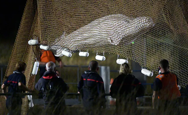 Huge Beluga Whale Stranded In French River Rescued: Report