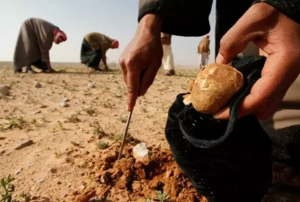 31 People Collecting Truffles In Syrian Desert Killed By ISIS: Report